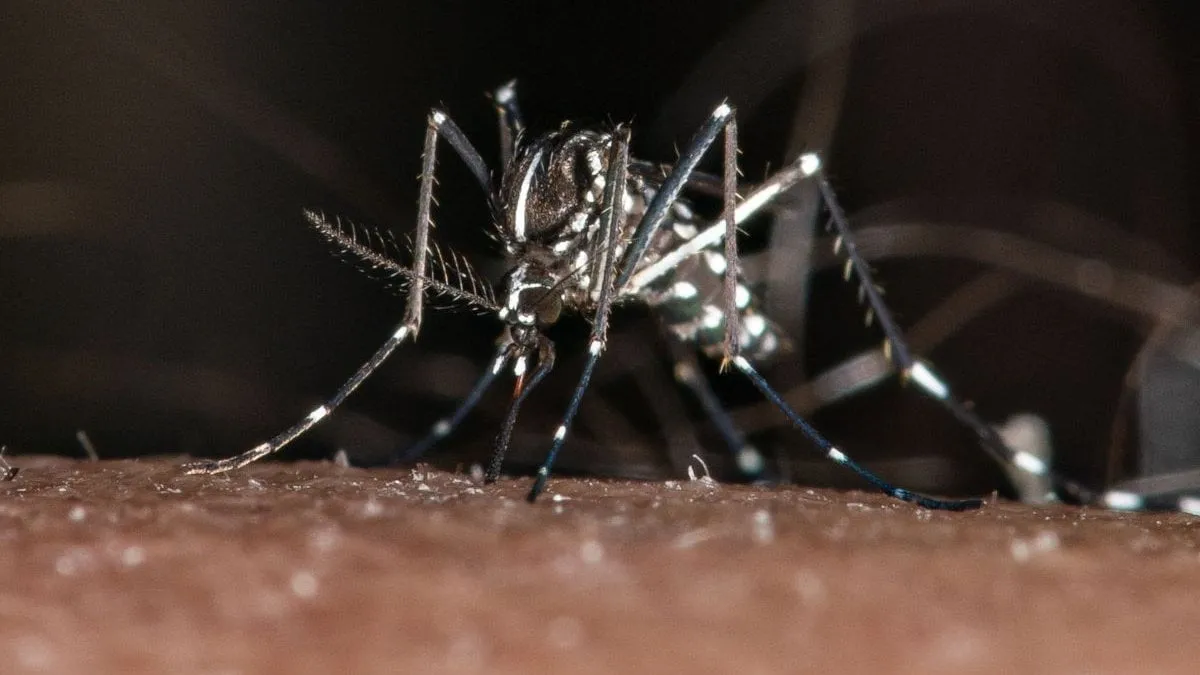 tantarul-tigru-transmite-febra-dengue-migrat-in-romania-europa-schimbari-climatice-fatal-907139.jpg
