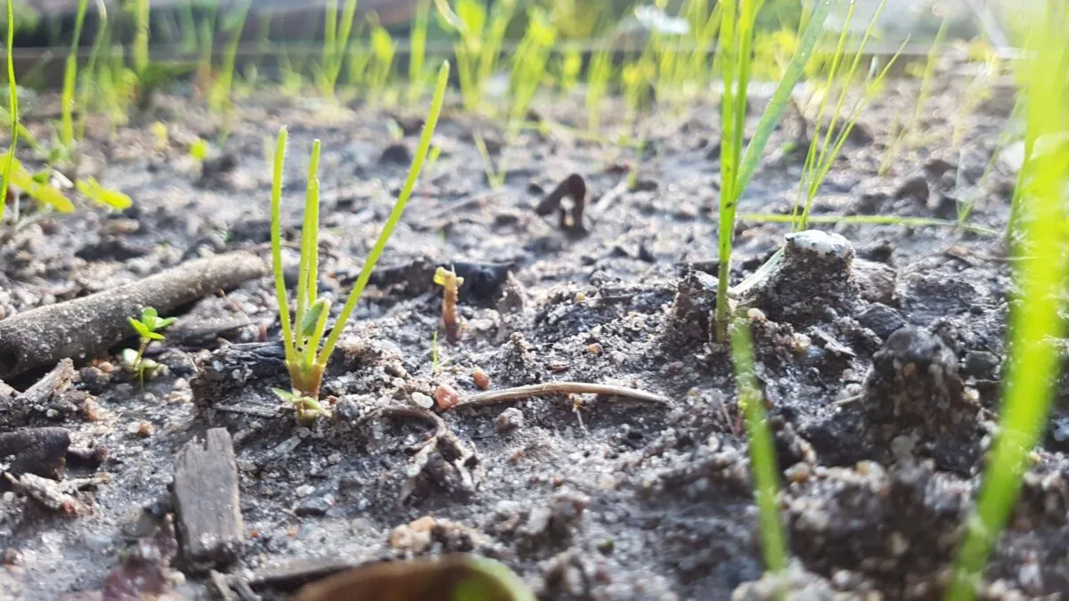 Ce-se-intampla-cu-agricultura-daca-zilele-caniculare-cu-cod-rosu-nu-se-mai-termina.-Anunt-sumbru-facut-de-ministrul-Mediului-„Din-pacatejpg.jpg
