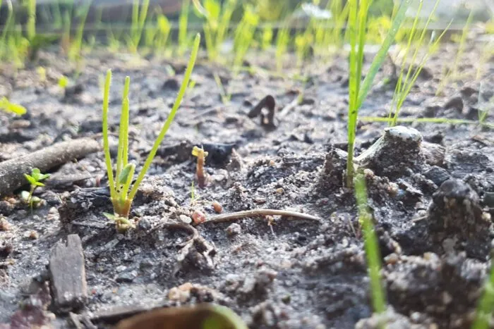 Ce-se-intampla-cu-agricultura-daca-zilele-caniculare-cu-cod-rosu-nu-se-mai-termina.-Anunt-sumbru-facut-de-ministrul-Mediului-„Din-pacatejpg.jpg