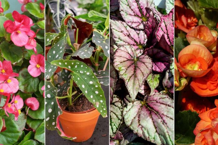 Plantele frumoase care se uda doar o data pe saptamana. Sunt visul oricarui gradinar
