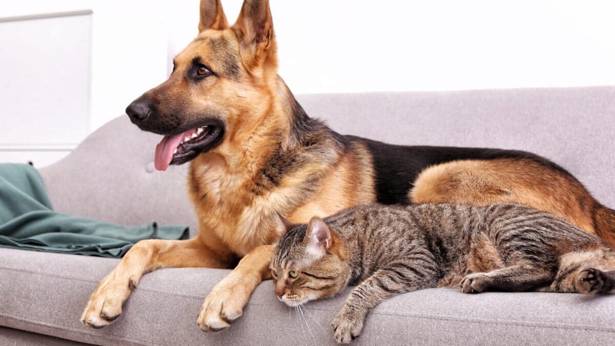 animale-de-companie-caini-pisici-e1721139829431-1200x683.jpg