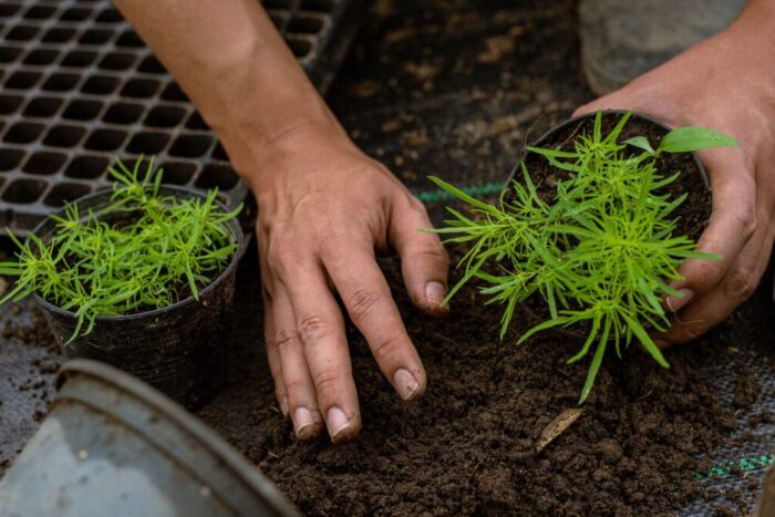 Care sunt cele mai bune plante în alcătuirea unei grădini plante invazive e1721076915512 1200x677