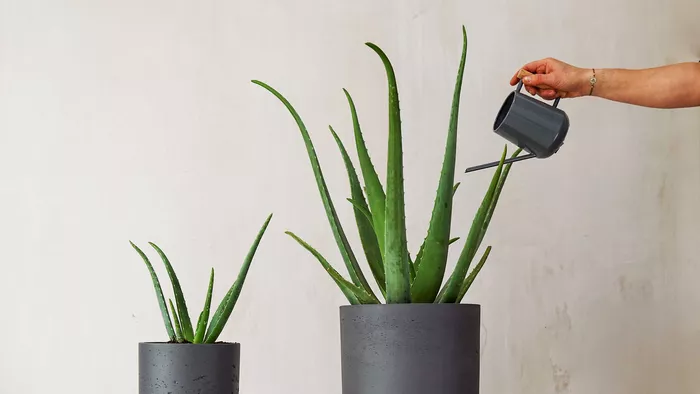 Locul din casă unde să ții ghivecele cu aloe vera. De câte ori se udă pentru a te bucura de toate beneficiile sale pe tot parcursul anului