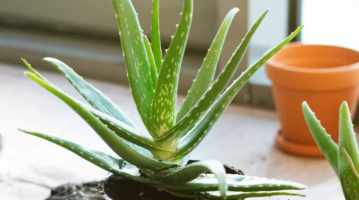 Locul din casă unde să ții ghivecele cu aloe vera. De câte ori se udă pentru a te bucura de toate beneficiile sale pe tot parcursul anului
