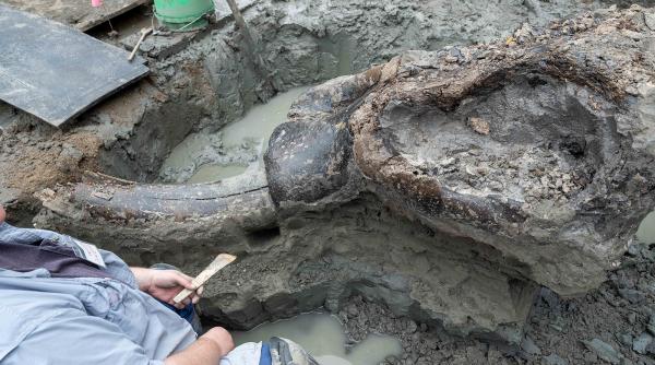1724209477 136 Un craniu urias de mastodont vechi de 13600 de ani