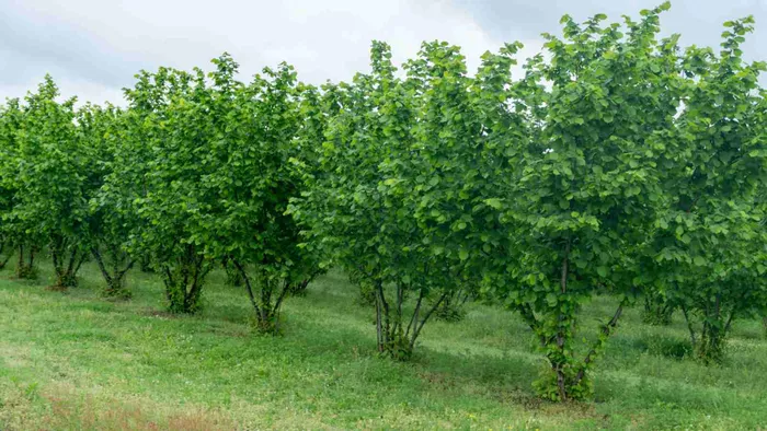 „Eu care produc de atâţia ani şi mă ocup de tot ce se întâmplă în livada asta, sunt şocat de ce văd