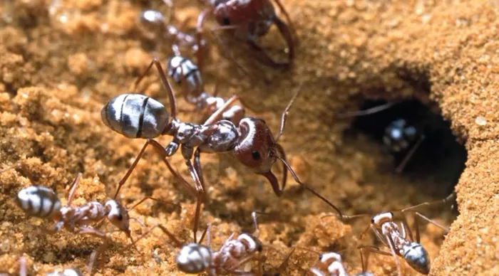 Singura insecta din lume care traieste 100 de ani. Sunt cele mai harnice vietati, stii care e