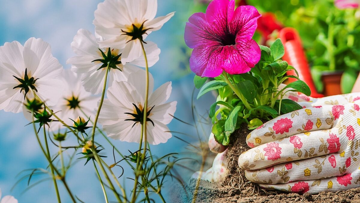 Zilele din septembrie cand se planteaza florile si legumele in gradina. Ghidul complet al gospodarilor talentati