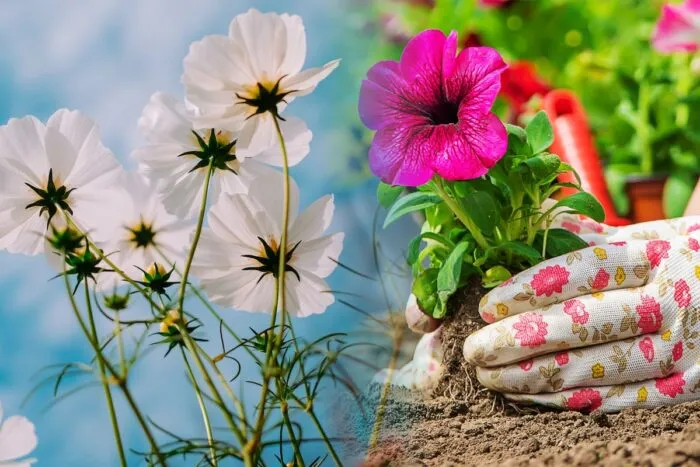 Zilele-din-septembrie-cand-se-planteaza-florile-si-legumele-in-gradina.-Ghidul-complet-al-gospodarilor-talentati.jpg