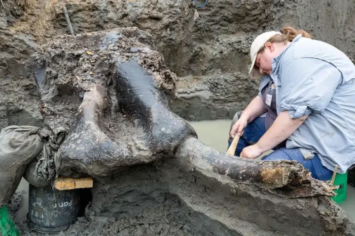 Un craniu uriaș de mastodont, vechi de 13.600 de ani, a fost găsit într-un pârâu din Iowa descoperire arheologica rara in sua un craniu urias de mastodont vechi de 13 600 de ani a fost gasit intr un parau din iowa 918538