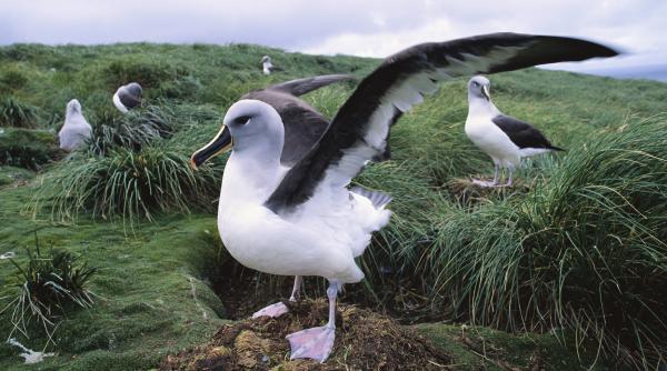 insula izolata unde soarecii mananca albatrosii de vii oamenii de stiinta i au condamnat la moarte prin bombardament