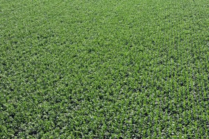 agricultura-1-e1725608440238.jpg