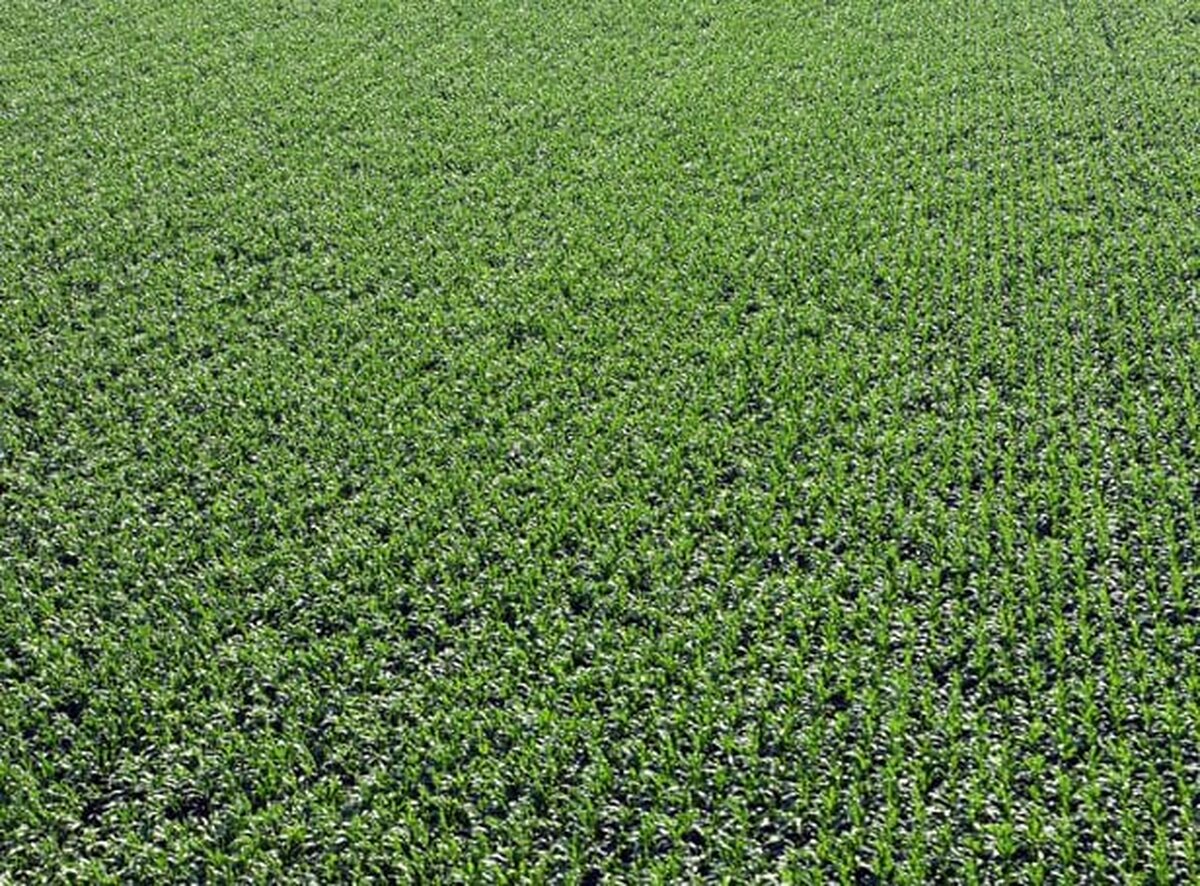Ajutor de 25 mil. euro pentru fermierii români. 1.000 de euro/1.000 mp/beneficiar pentru cei ce vor cultiva legume în spaţii protejate