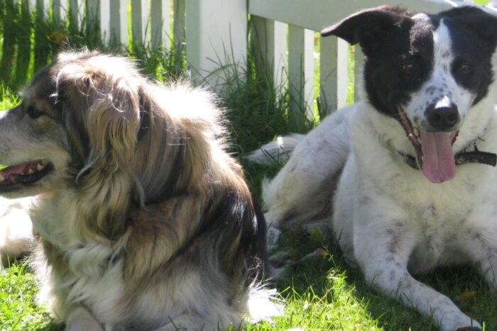 Care este legătura dintre un animal de companie şi sănătatea mintală a unei persoane? caini e1723666537732 1200x676