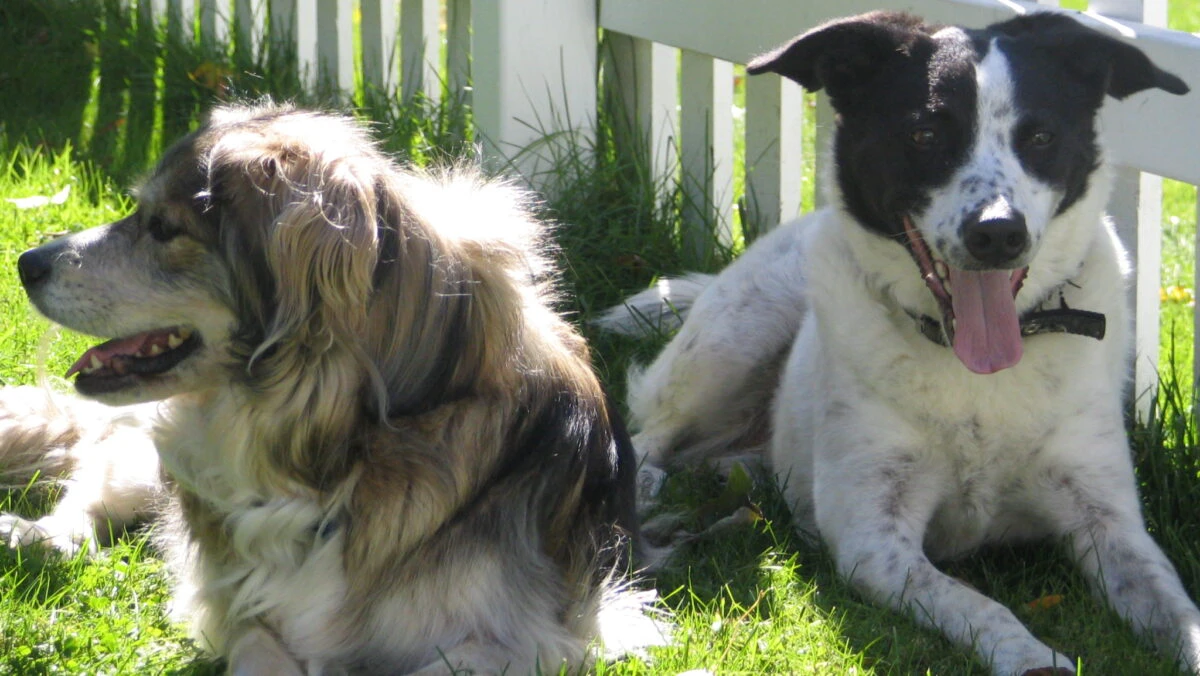 Care este legătura dintre un animal de companie şi sănătatea mintală a unei persoane?