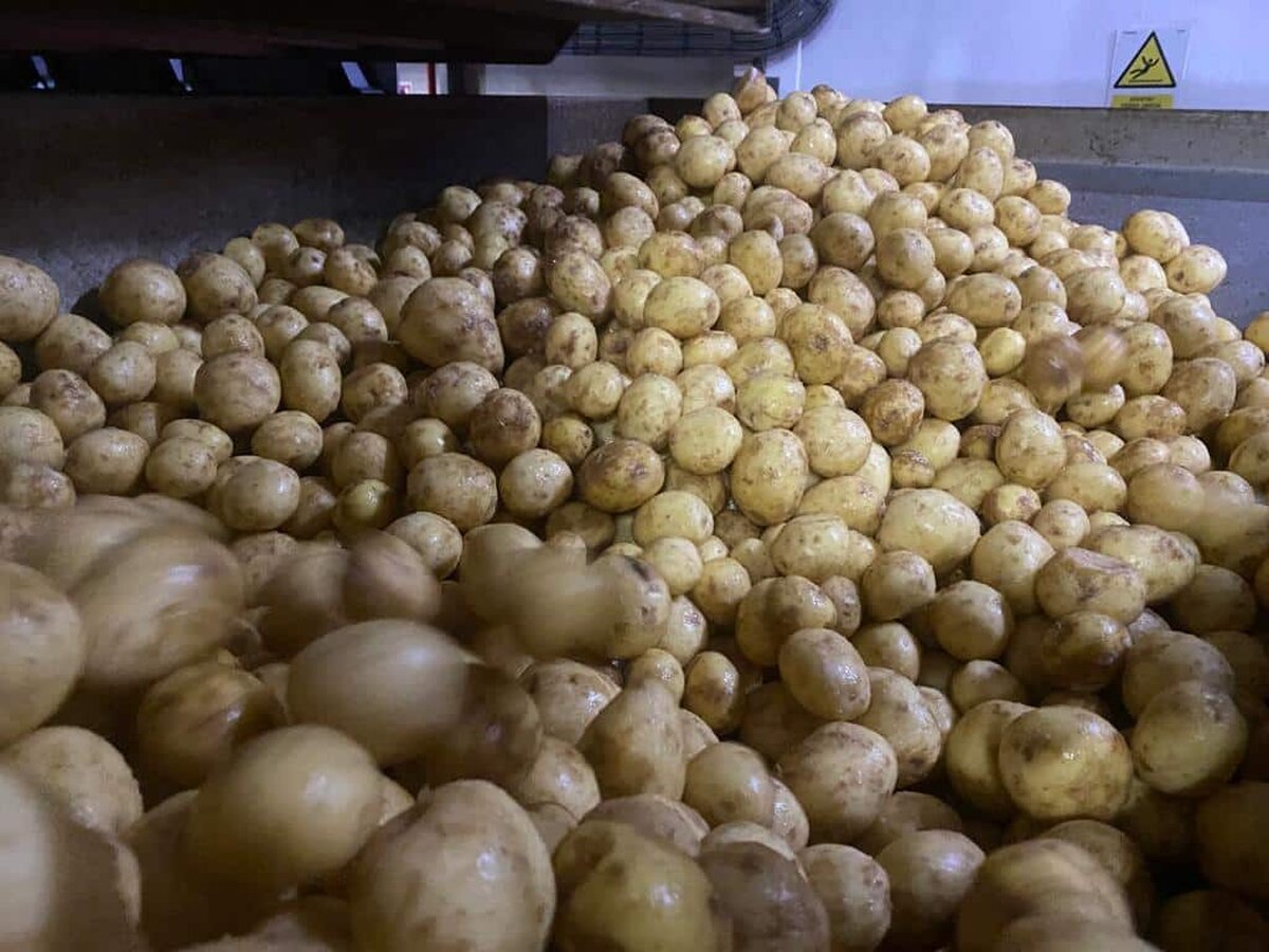 Avem cele mai mici randamente la producția de cartofi dintre toate statele UE. Comisia Europeană a revizuit în minus prognoza pentru 2024