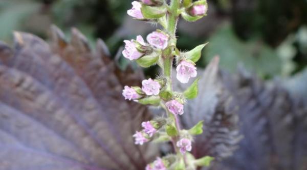 1729134753 280 Trateaza mai multe boli si alergii