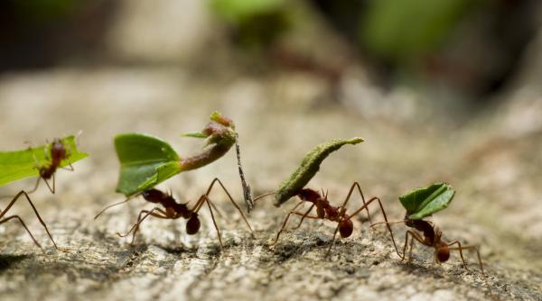 cand un asteroid masiv a lovit pamantul acum 66 de milioane de ani si dinozaurii au disparut furnicile au inceput sa cultive ciuperci