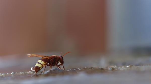 1730181831 150 Cercetatorii au descoperit primul animal ce poate consuma cantitati mari