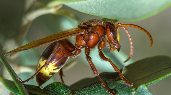 1730181831 754 Cercetatorii au descoperit primul animal ce poate consuma cantitati mari