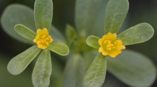 iarba grasa plina de antioxidanti pe care dacii o foloseau ca planta tamaduitoare strainii o pun in salate dar romanii o arunca iarba grasa plina de antioxidanti pe care dacii o foloseau ca planta tamaduitoare strainii o pun in salate dar romanii o arunca