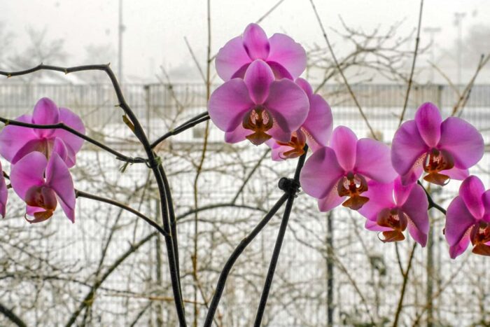 Unde trebuie sa tii orhideea in casa in lunile de iarna. Greseala pe care o fac multi