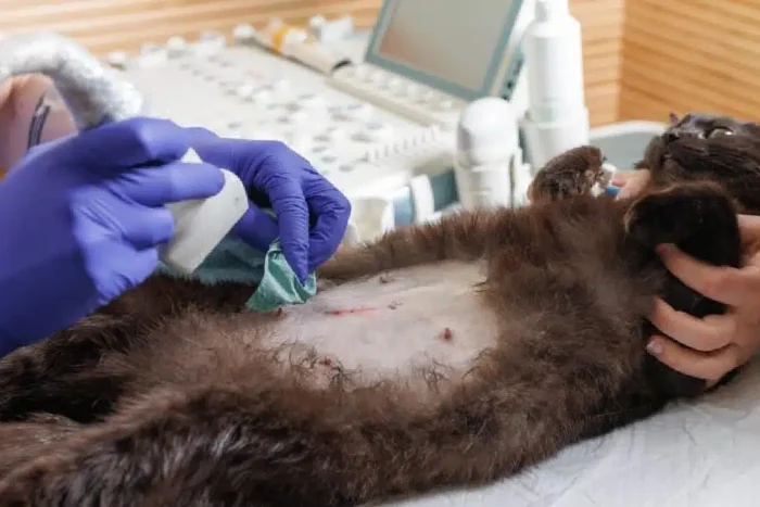 Cât de importantă este o ecografie veterinară în diagnosticarea afecțiunilor animalelor de companie? importanta ecografiei veterinare in diagnosticarea afectiunilor animalelor de companie 926679