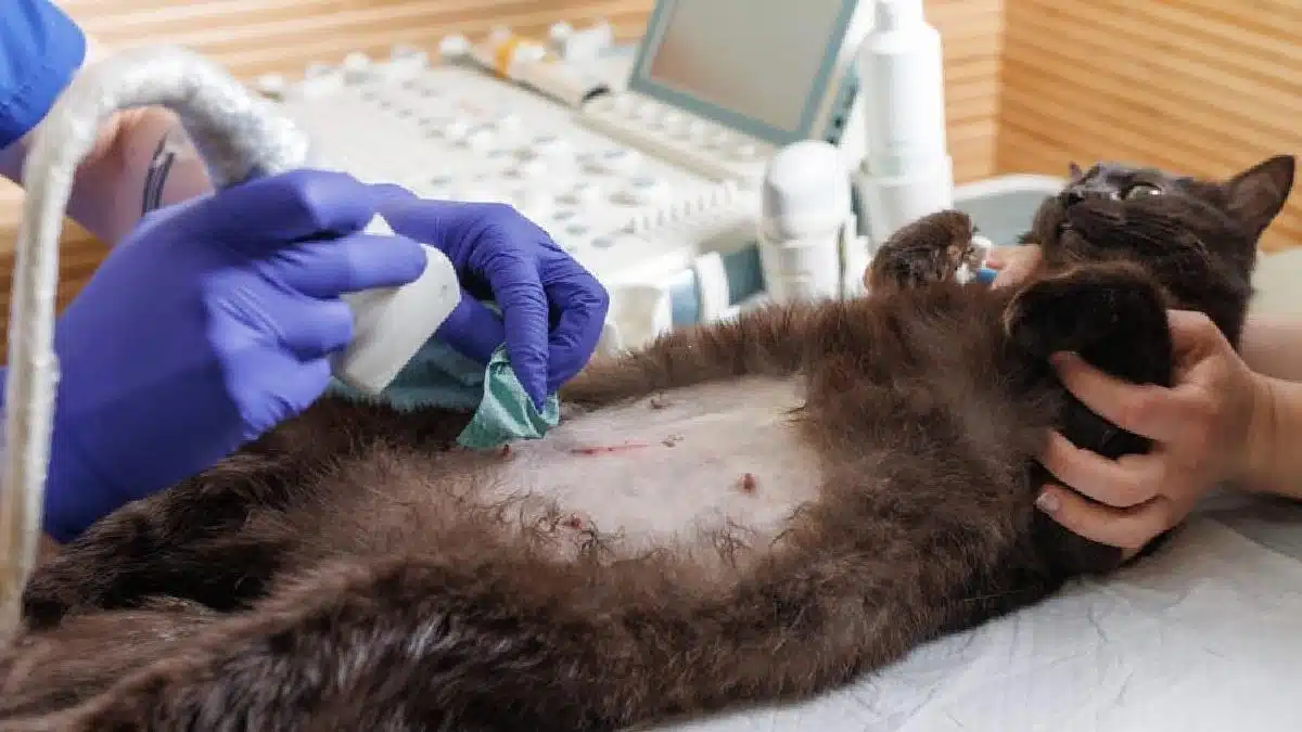 importanta ecografiei veterinare in diagnosticarea afectiunilor animalelor de companie 926679