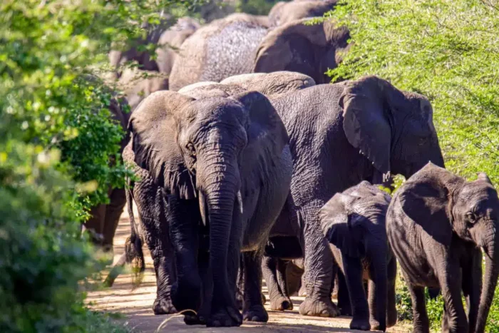 un tribunal din colorado va decide daca elefantii pot avea acelasi drepturi ca oamenii 931421