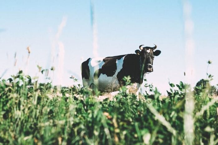 vaca lapte