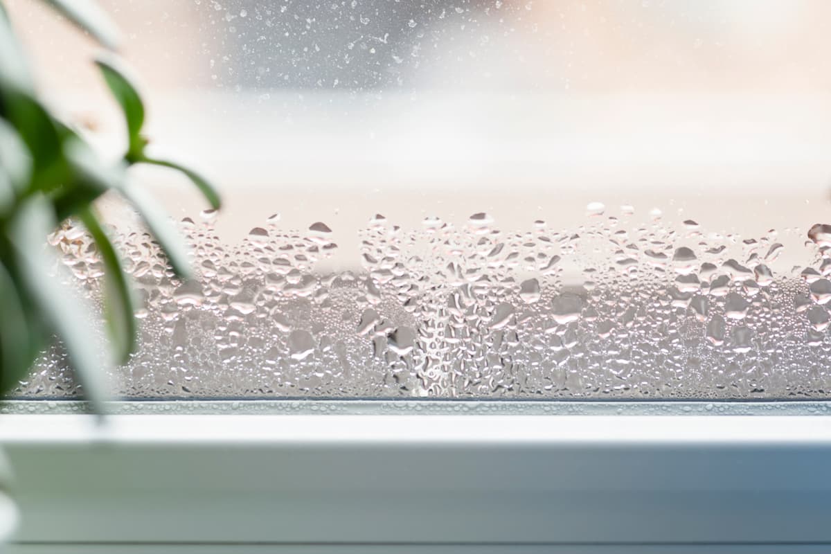 Care sunt plantele de apartament care previn condensul și mucegaiul. Acționează ca niște dezumidificatoare naturale