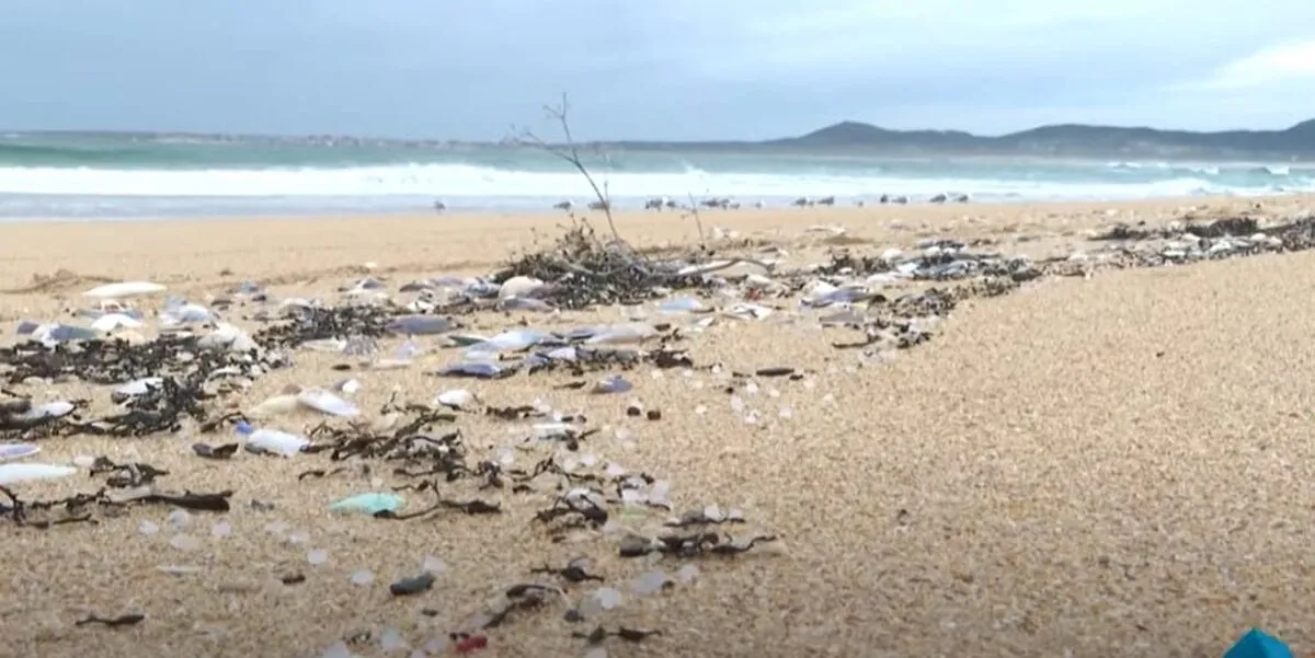 plaja-plasticc-poluare-4356456-1.jpg