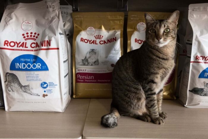 royal canin hrana pisici 1
