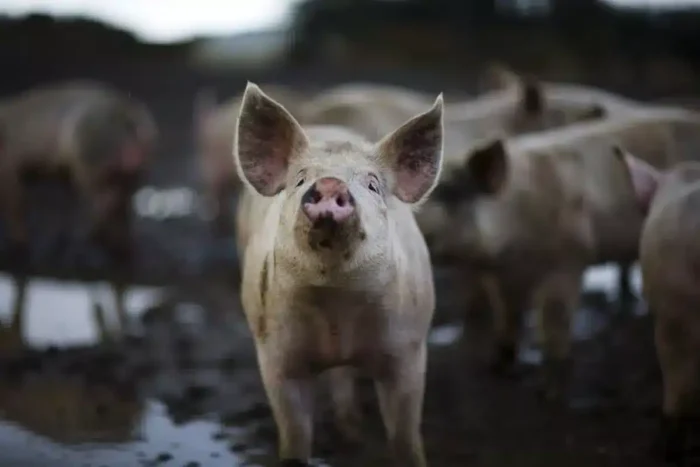 Amenda pana la 12.000 de lei pentru romanii care nu respecta aceasta regula cand taie porcul. Legea