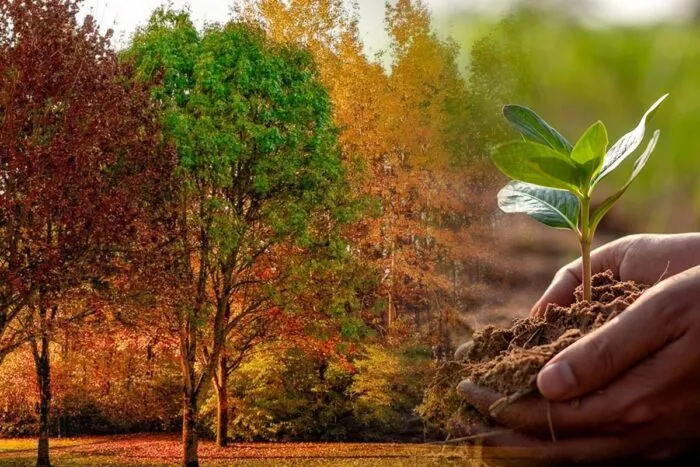 Ce-pom-trebuie-sa-ti-plantezi-in-gradina-la-inceputul-lunii-ianuarie-ca-sa-ti-mearga-bine-tot-anul.j.jpeg