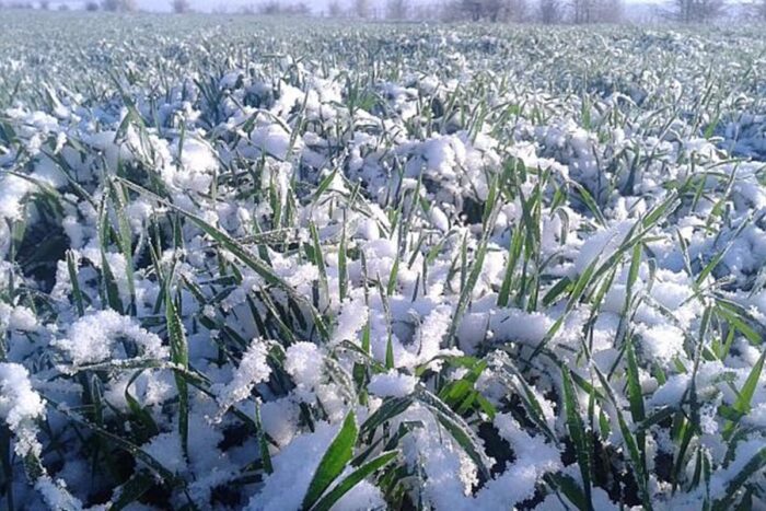 La câte grade îngheață pământul şi ce plante sunt afectate de temperaturile joase ale solului? La ce temperatura ingheata pamantul