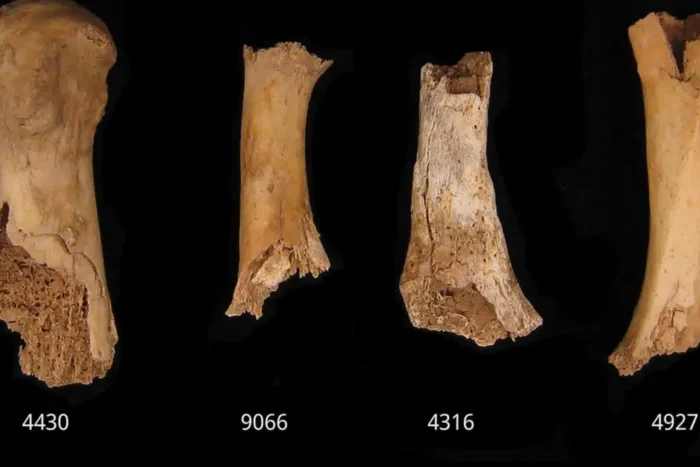 descoperire arheologica socanta cercetatorii au fost oripilati de dovezile canibalismului din epoca