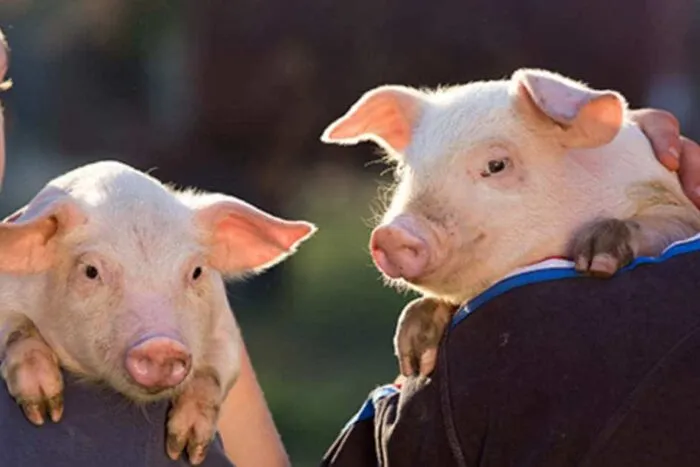 porci-ansvsa-5435657.jpg