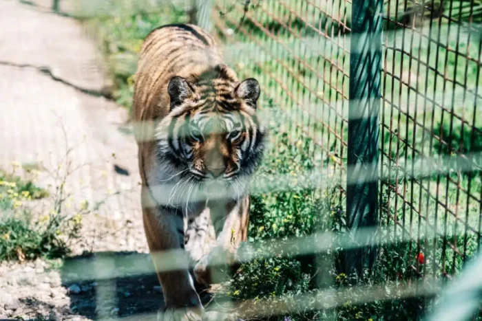 un ingrijitor a fost ucis de tigru la gradina zoologica pitesti 939948.webp