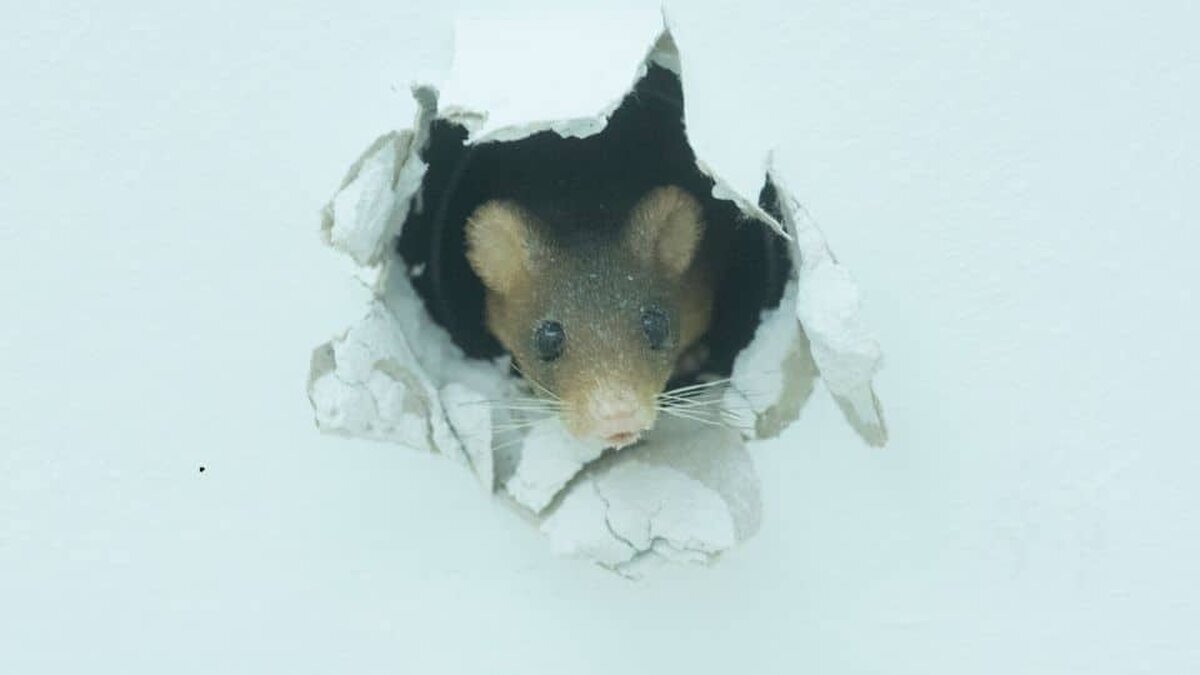 Șobolanii și șoarecii: Când devin o problemă și când să apelezi la servicii de deratizare?