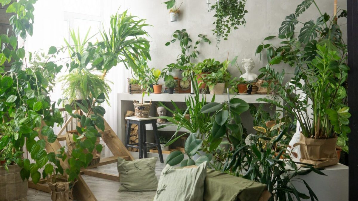 Planta-pe-care-este-bine-sa-o-ai-in-casa-in-2025.-Aduce-bogatie-si-noroc.jpg