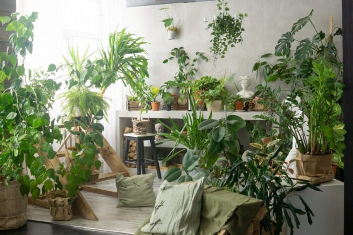 Planta care are energie pozitivă şi pe care este bine să o ai în casă Planta pe care este bine sa o ai in casa in 2025. Aduce bogatie si noroc
