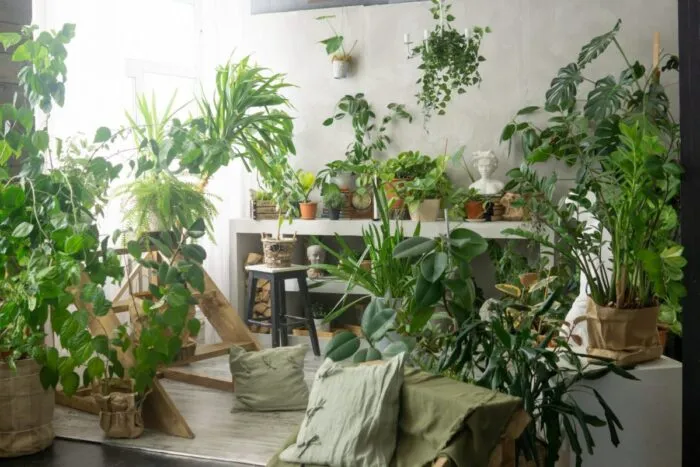 Planta-pe-care-este-bine-sa-o-ai-in-casa-in-2025.-Aduce-bogatie-si-noroc.jpg