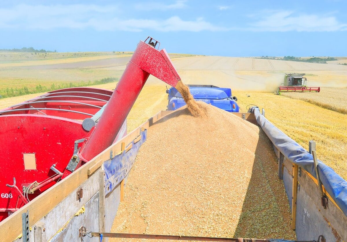 În privinţa grâului, cererea globală va fi afectată de recoltele locale şi problemele economice
