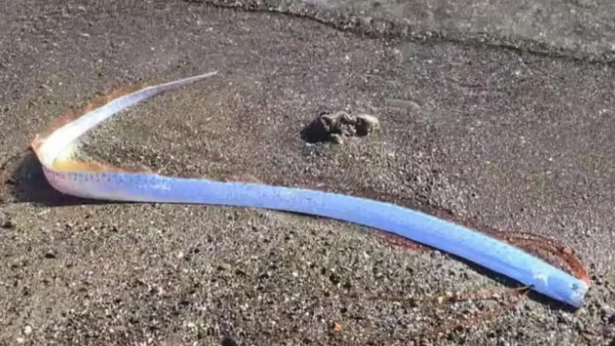 Cum arată„Peștele apocalipsei” şi unde apărut, stârnind temeri printre superstiţioşi