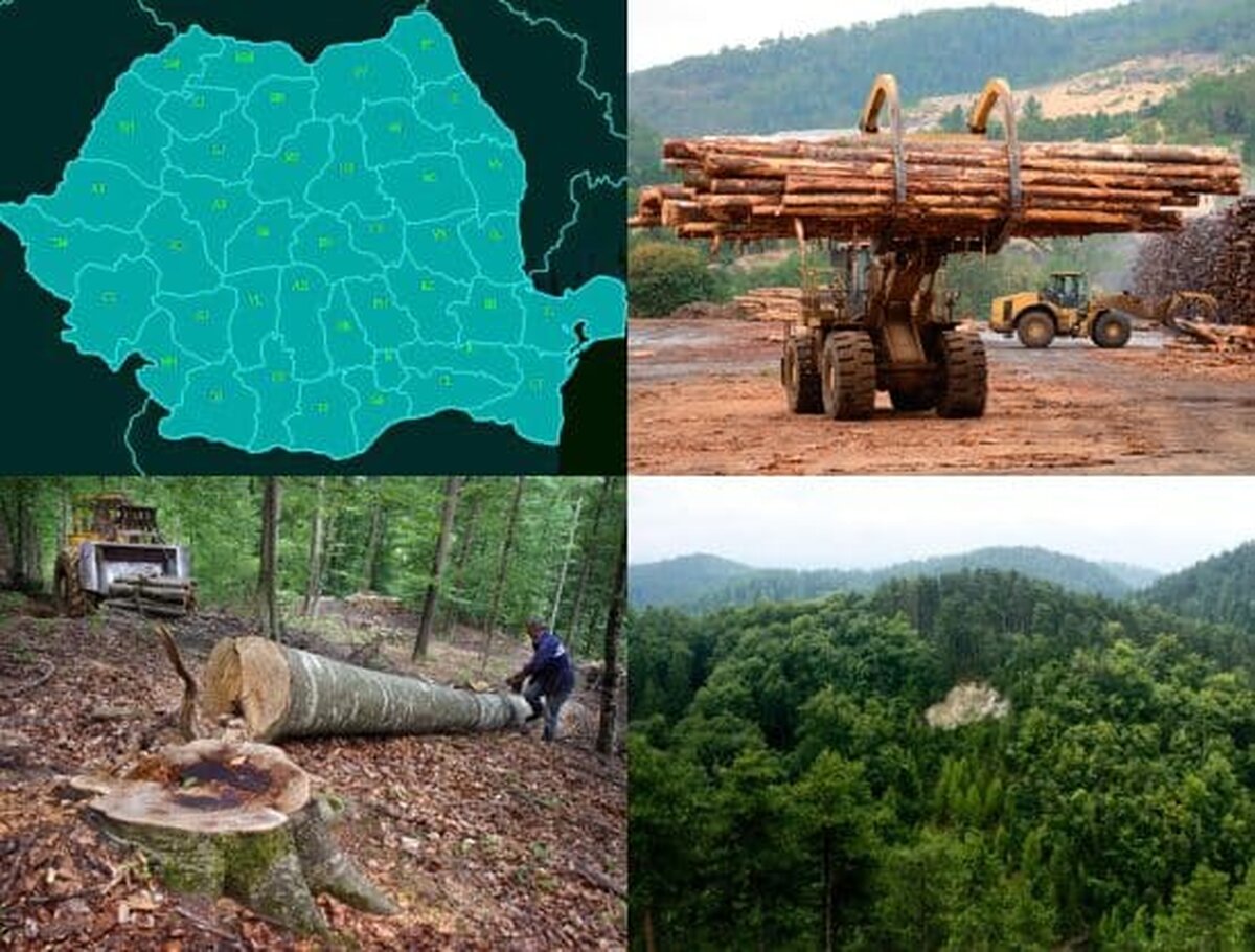 Mircea Fechet spune cât lemn exportă România şi cât cumpărăm de la străini