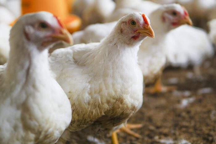Drojdia crește producția de ouă la găini, fermierii îl folosesc de ani de zile Ingredientul ieftin si eficient care creste productia de oua la gaini scaled