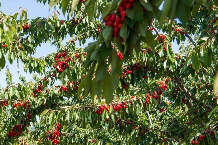 Soiuri-romanesti-de-ciresi-care-rezista-la-boli-si-ofera-productii-mari.-Ce-merita-plantat-in-gradin.jpeg