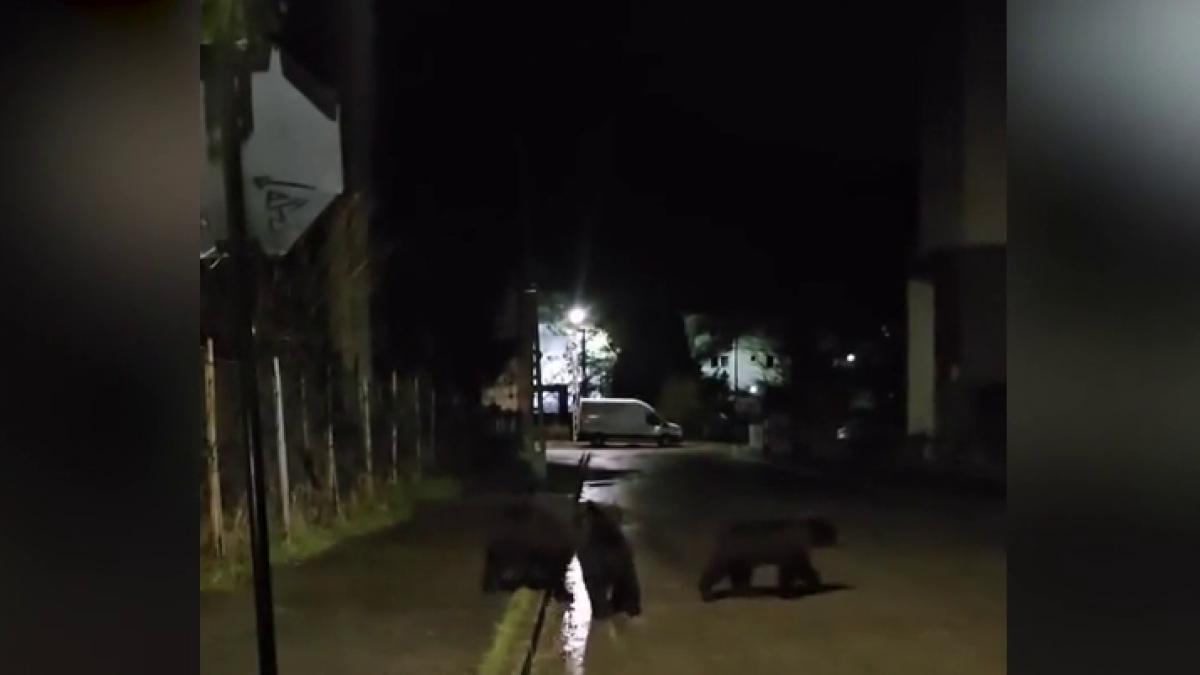 localnicii si turistii din busteni terorizati de ursi animalele ies pe strazi in fiecare noapte mai