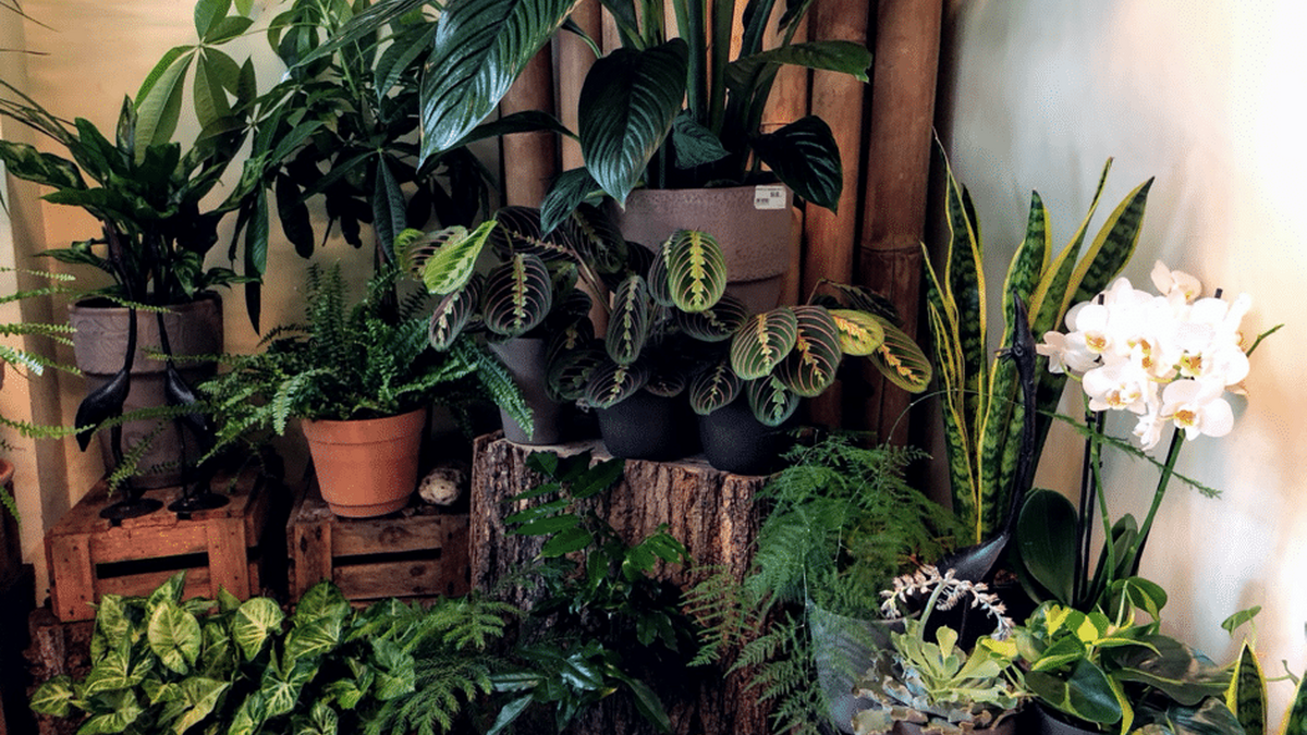 Plante-usor-de-ingrijit.png